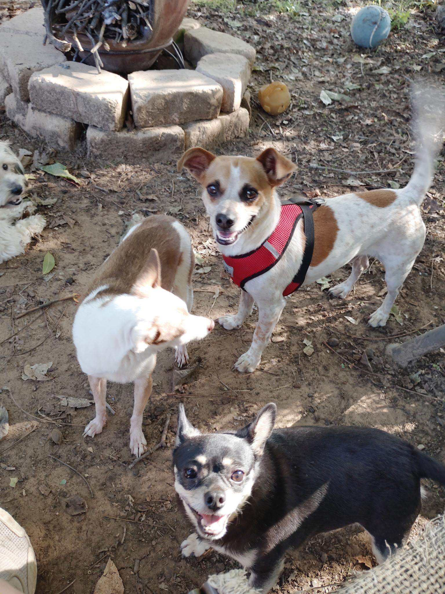 Enlarge Prince, a Adoptable Chihuahua in Garland, TX image 2/4