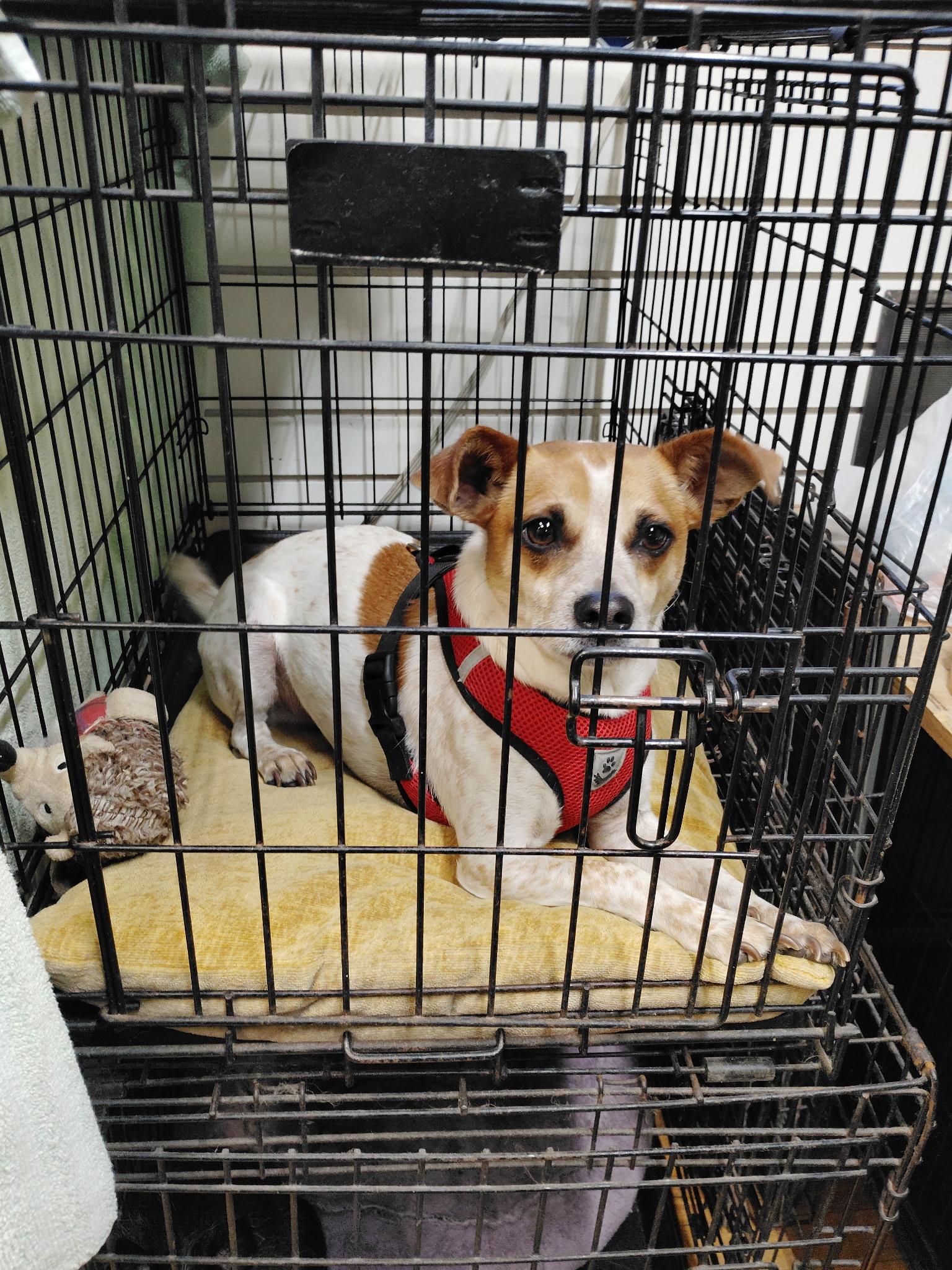 Enlarge Prince, a Adoptable Chihuahua in Garland, TX image 4/4