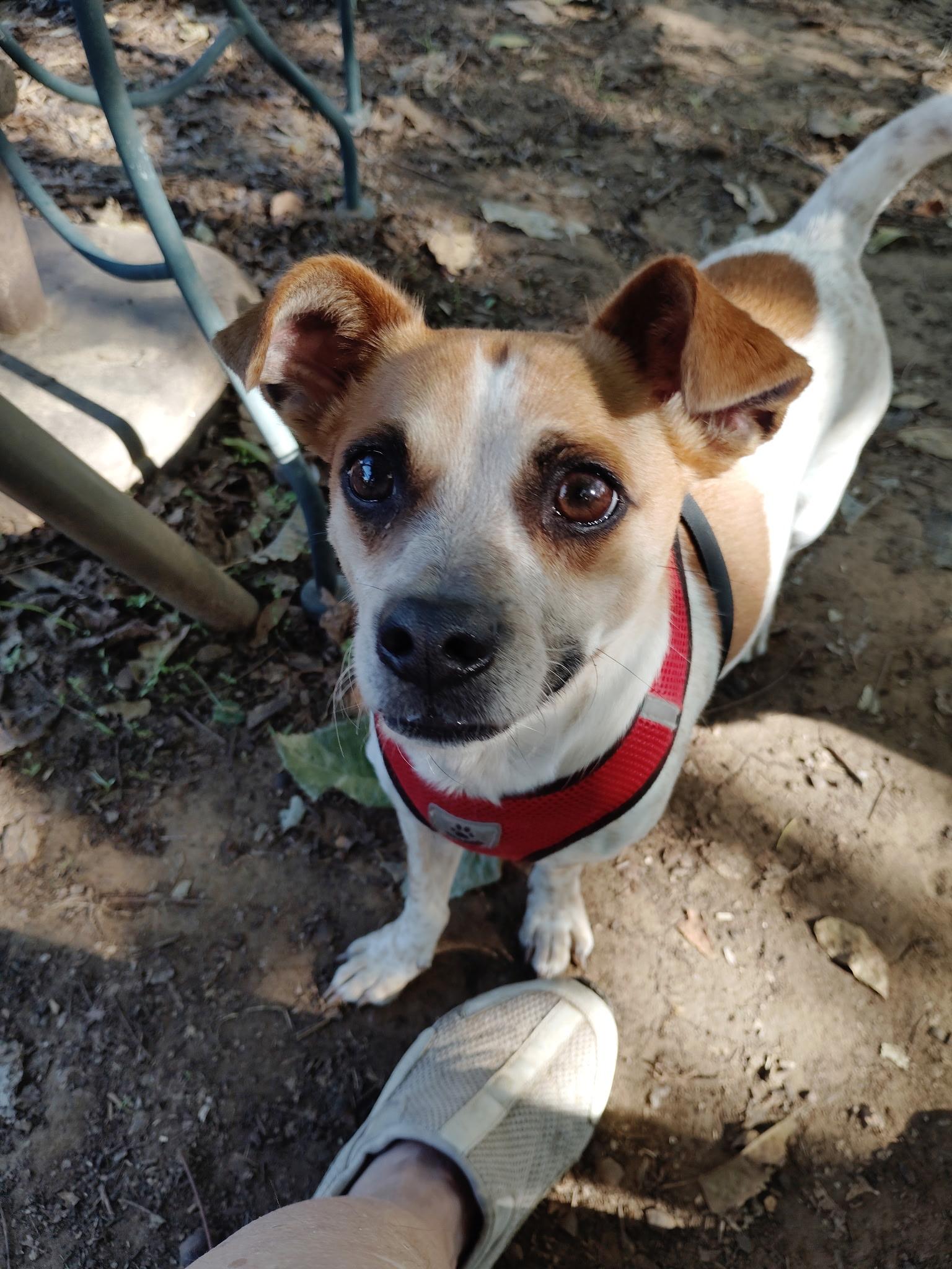 Enlarge Prince, a Adoptable Chihuahua in Garland, TX image 1/4