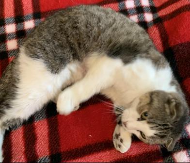 Sydney — thumbnail 5