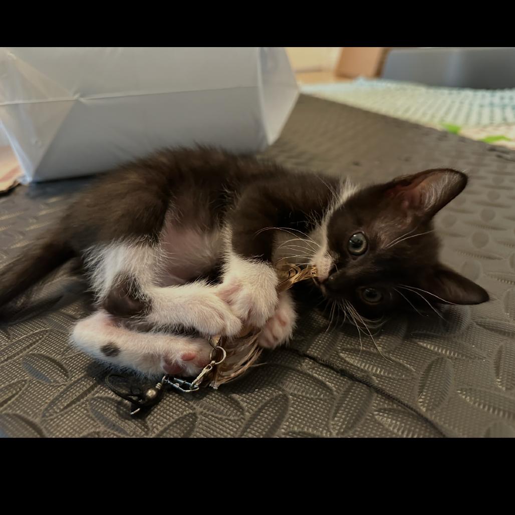 Buttercup, Adoptable, Kitten Female Domestic Short Hair.