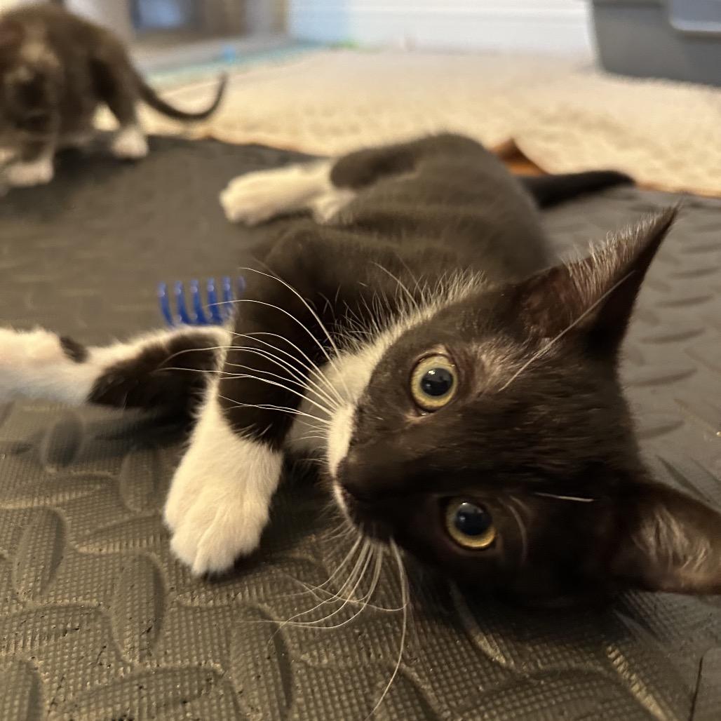 Buttercup, a Adoptable Domestic Short Hair in Grantsville, UT image 2/6
