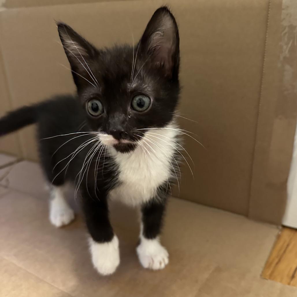 Buttercup, a Adoptable Domestic Short Hair in Grantsville, UT image 3/6