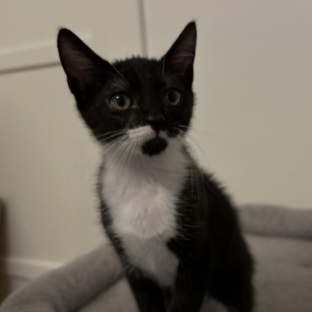 Buttercup, a Adoptable Domestic Short Hair in Grantsville, UT image 4/6