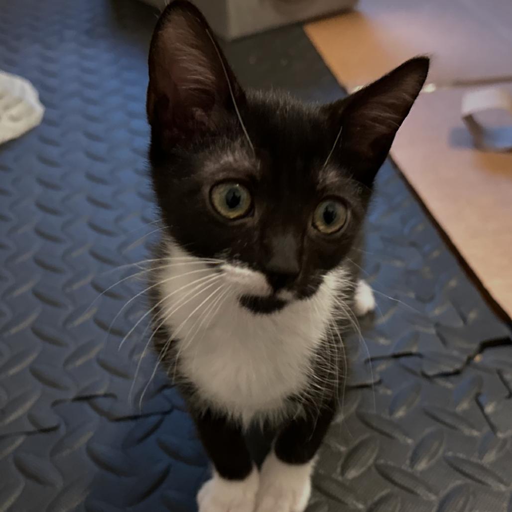 Buttercup, a Adoptable Domestic Short Hair in Grantsville, UT image 5/6