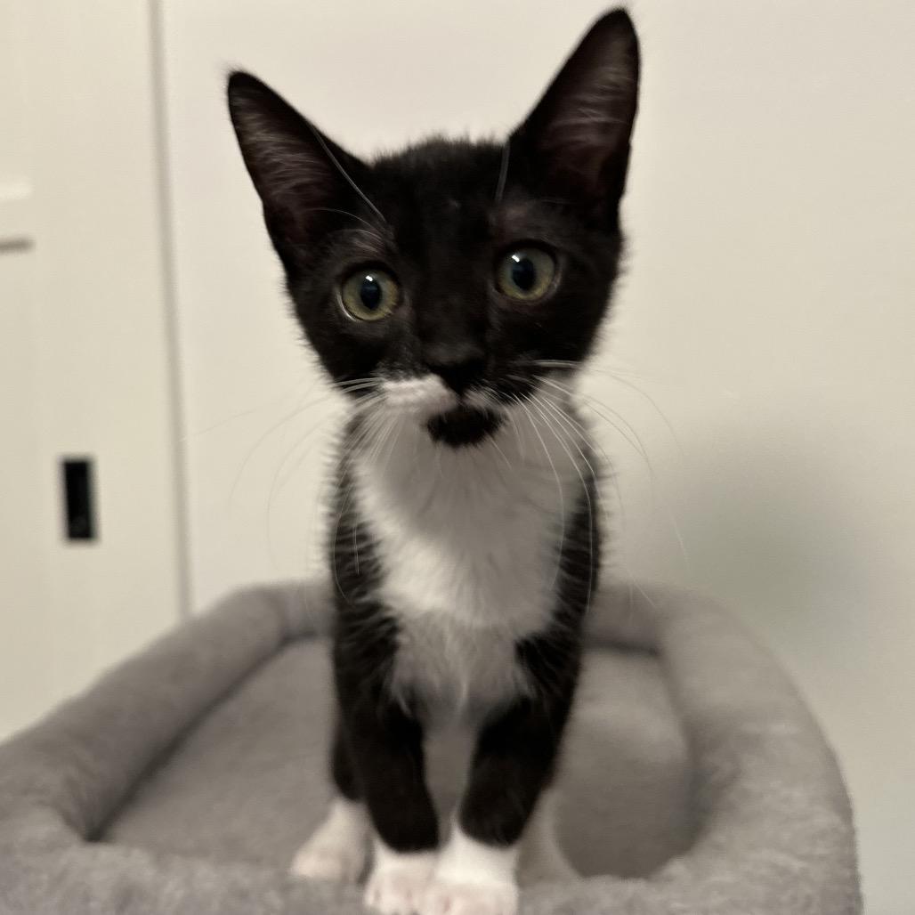 Buttercup, a Adoptable Domestic Short Hair in Grantsville, UT image 6/6