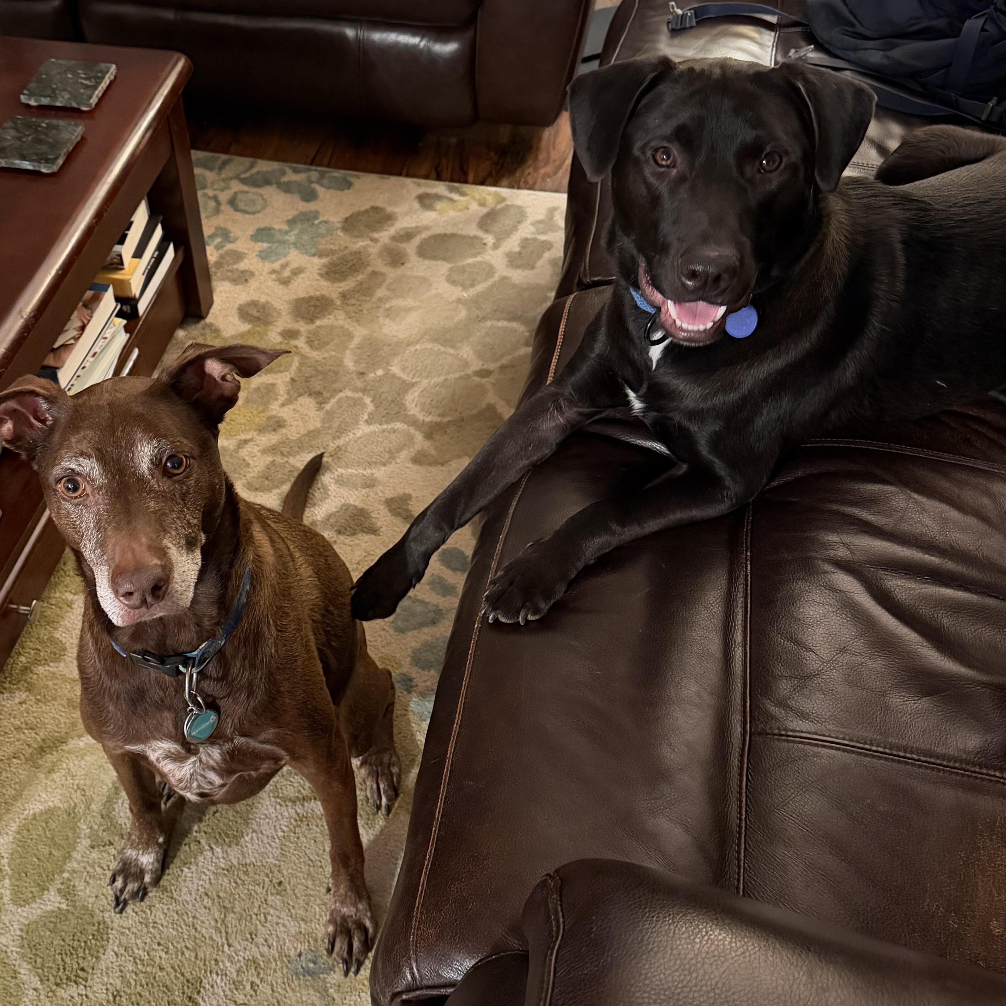 Flint, a ADOPTABLE mixed breed in Carlsbad, CA image 3/6