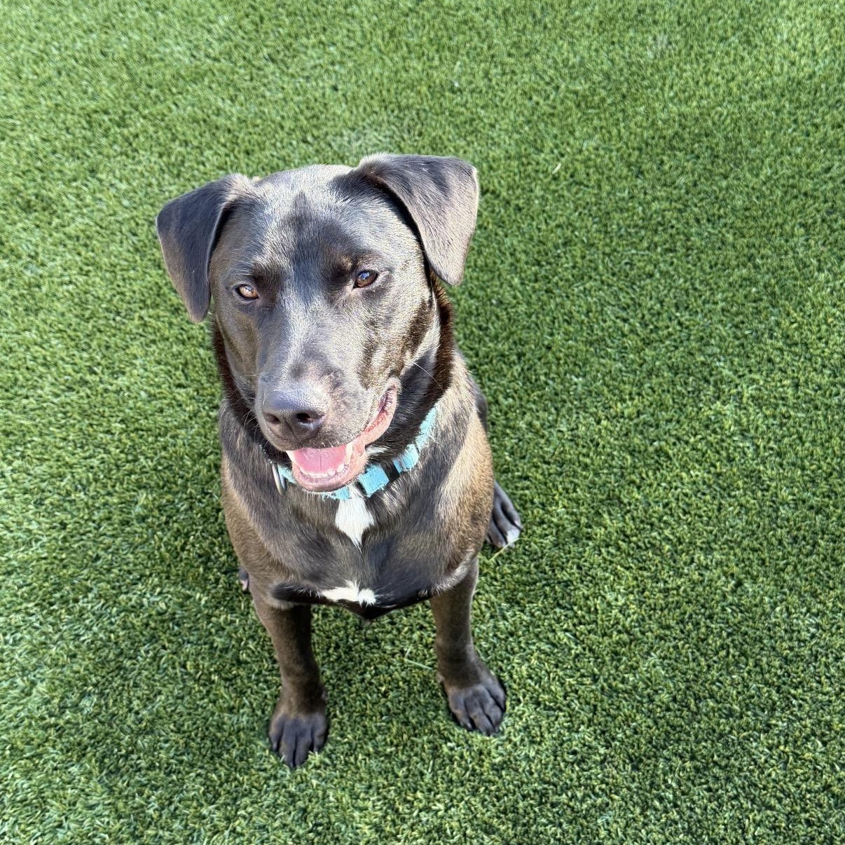 Flint, ADOPTABLE, Young Male Black Labrador Retriever.