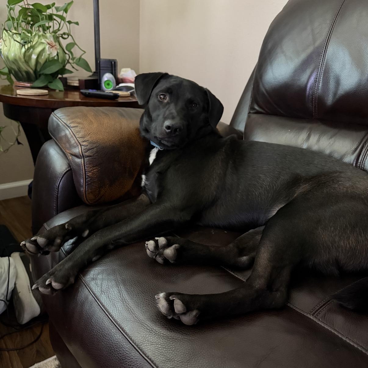 Flint, a ADOPTABLE mixed breed in Carlsbad, CA image 2/6