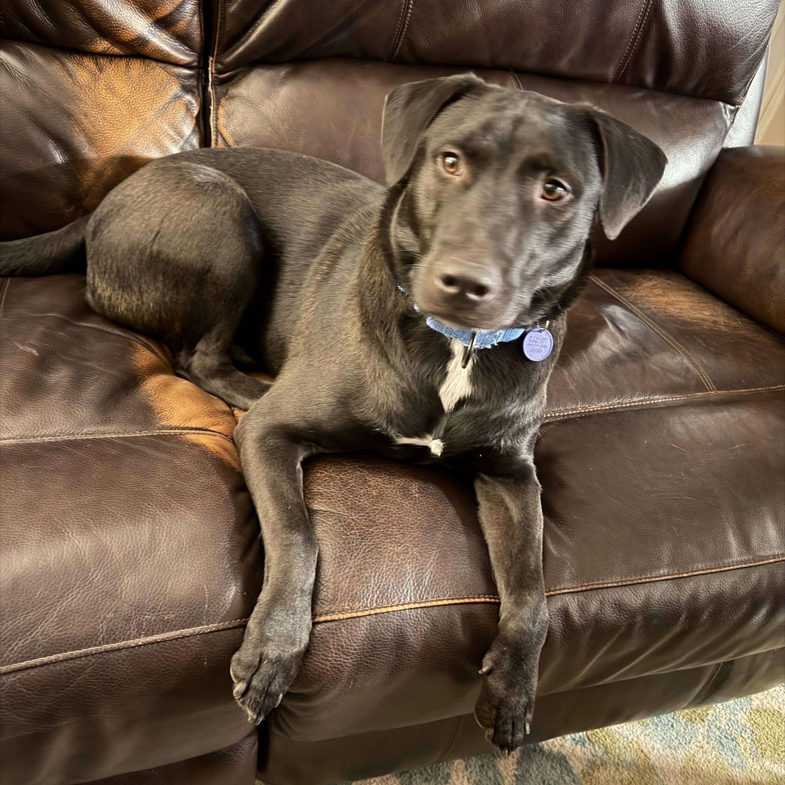 Flint, a ADOPTABLE mixed breed in Carlsbad, CA image 4/6