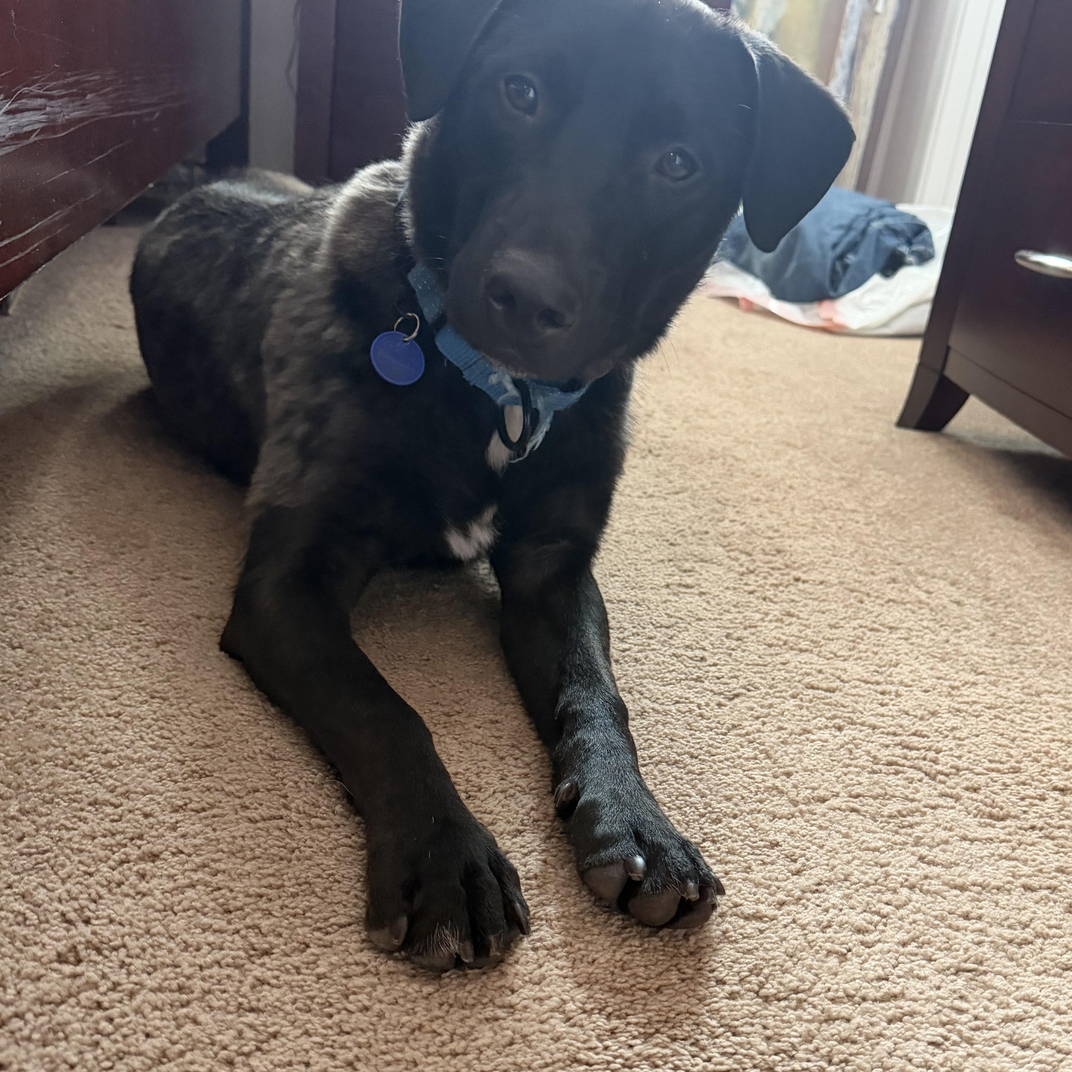 Flint, a ADOPTABLE mixed breed in Carlsbad, CA image 5/6