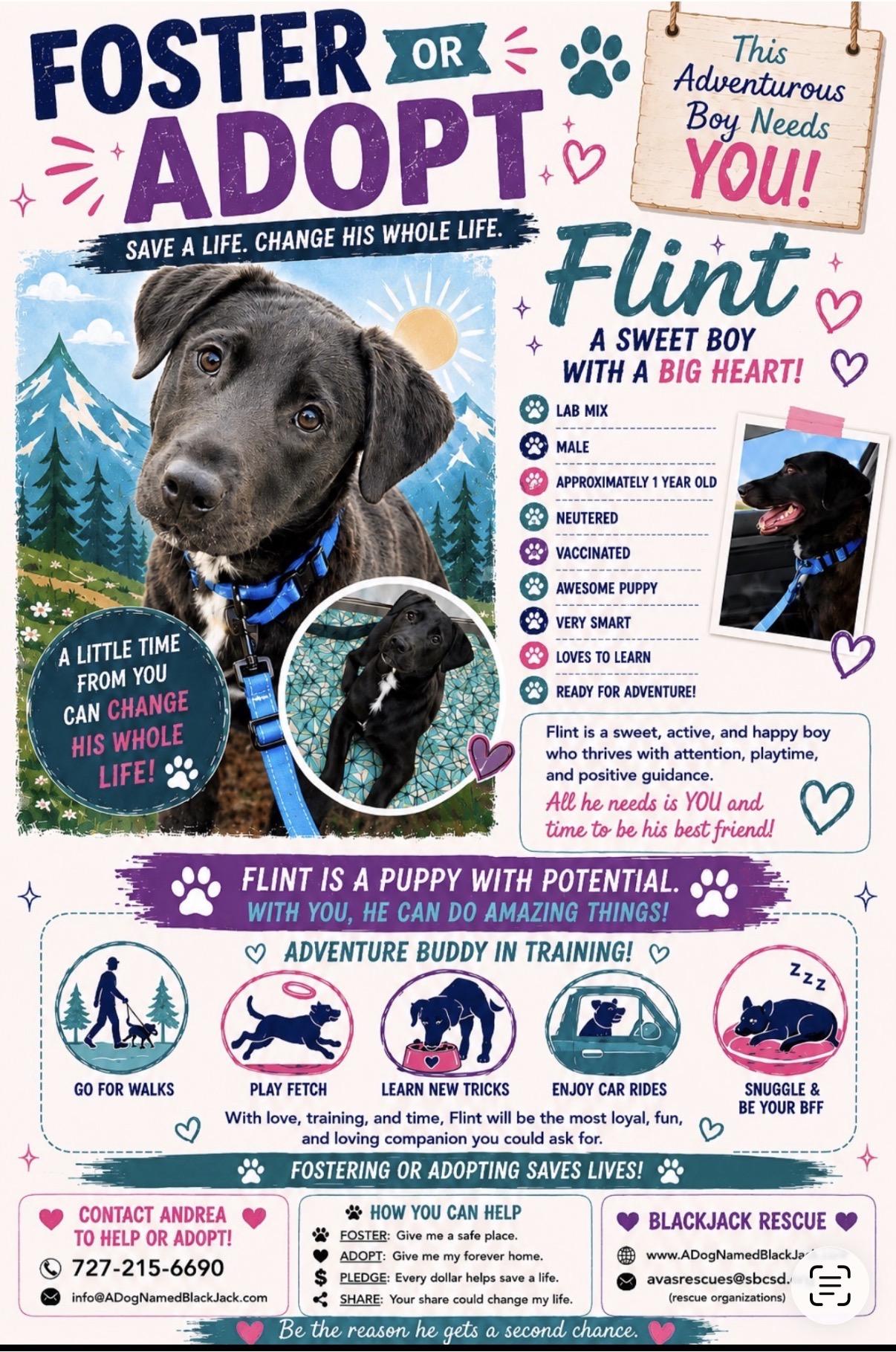 Flint, a ADOPTABLE mixed breed in Carlsbad, CA image 6/6