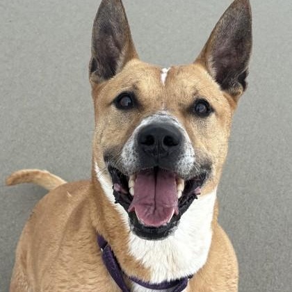 Enlarge KESTREL, a Adoptable Mixed Breed in Fernandina Beach, FL image 1/2
