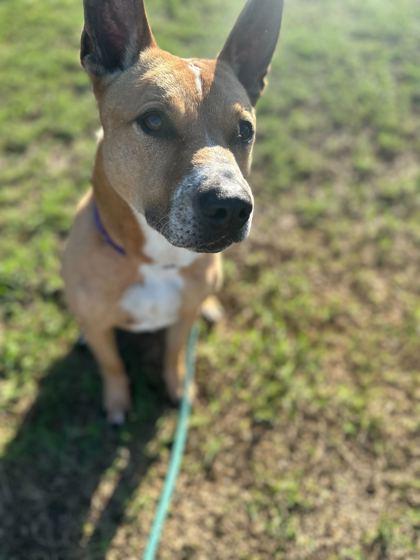 Enlarge KESTREL, a Adoptable Mixed Breed in Fernandina Beach, FL image 2/2