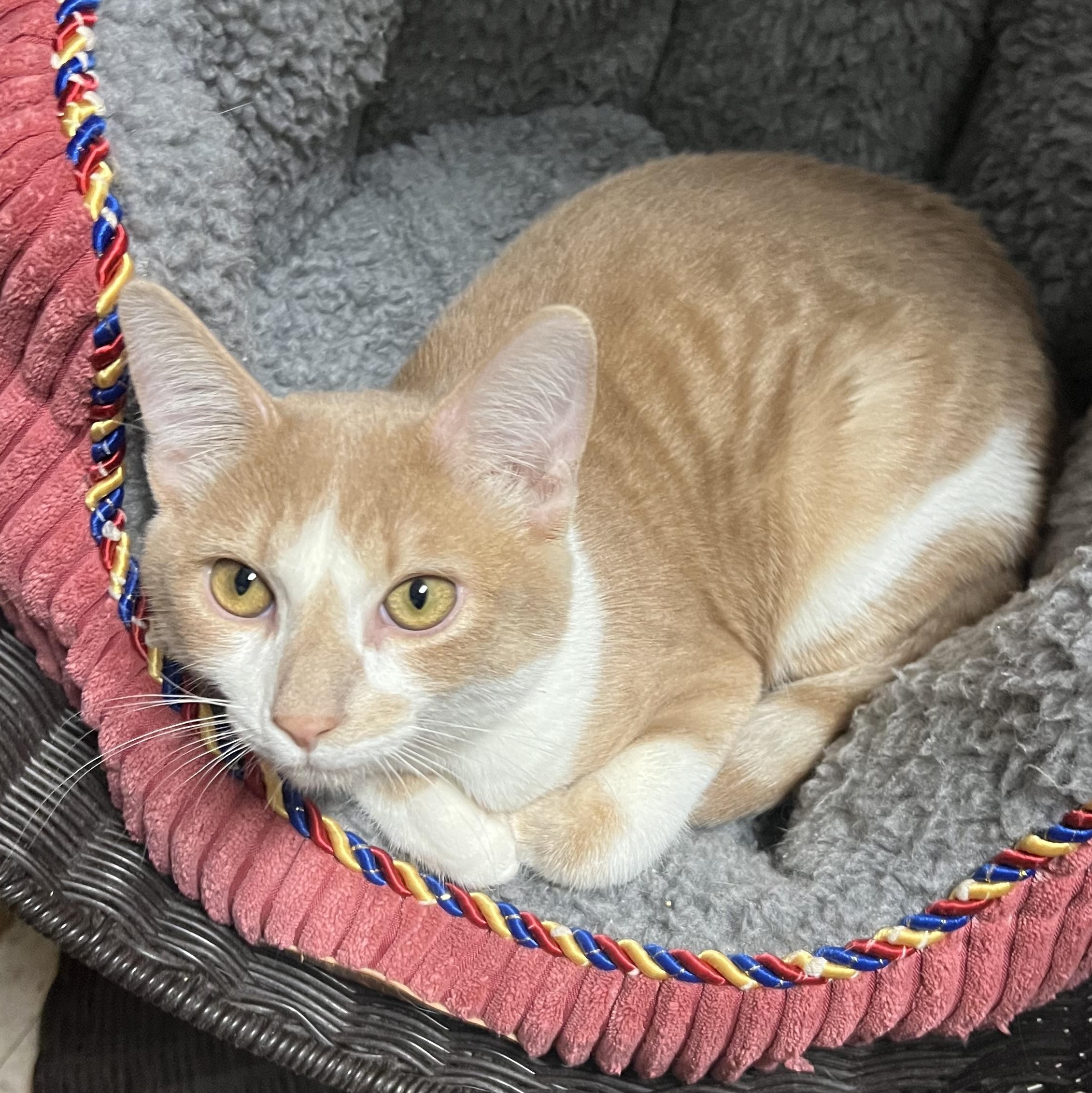 Enlarge Copper, a Adopted Domestic Short Hair in Spokane, WA image 4/4
