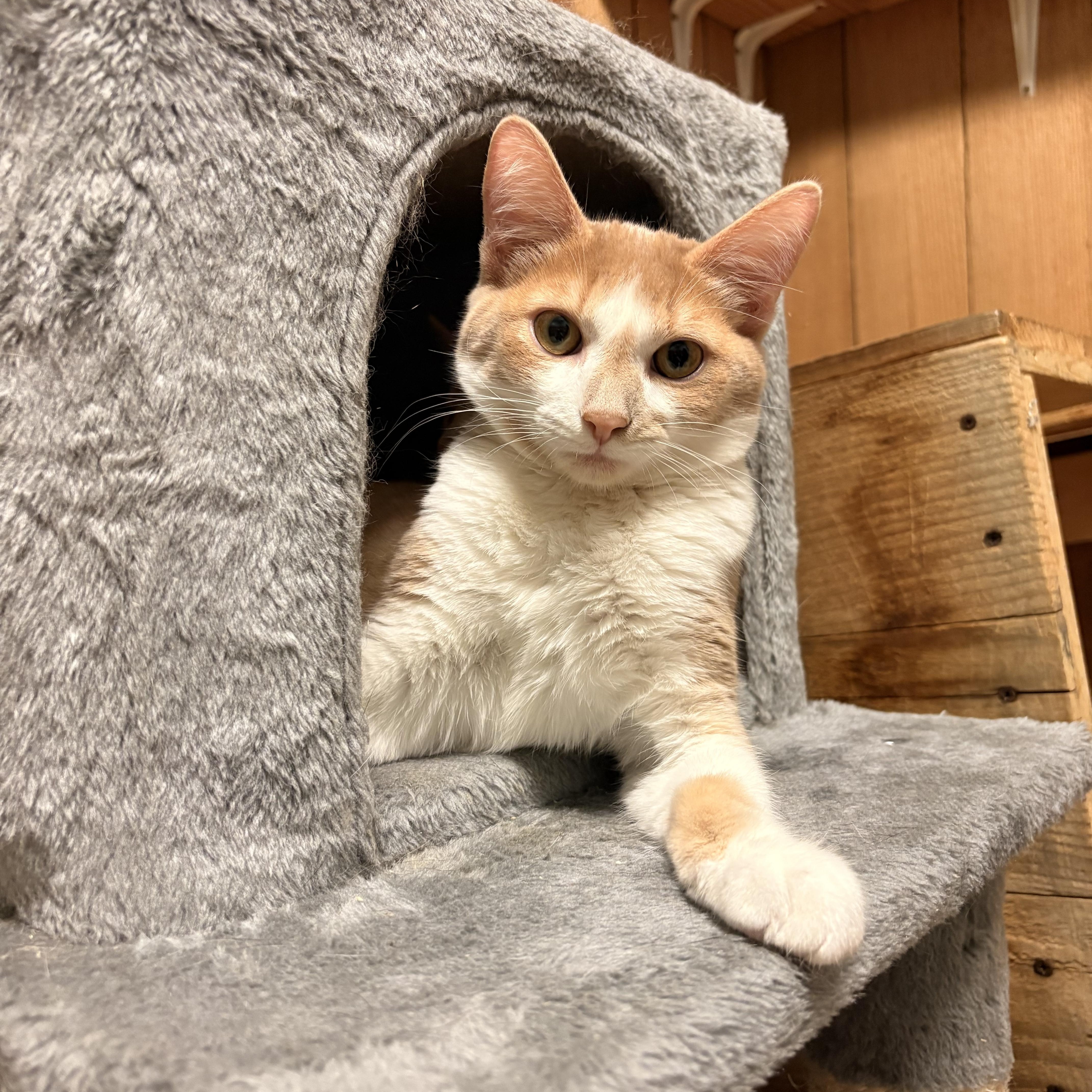 Enlarge Copper, a Adopted Domestic Short Hair in Spokane, WA image 1/4