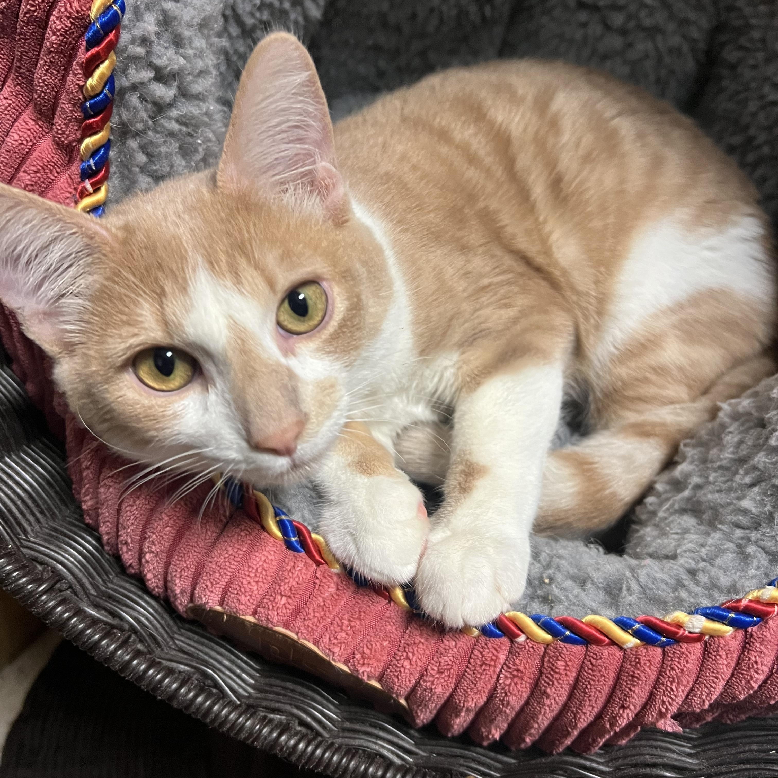 Enlarge Copper, a Adopted Domestic Short Hair in Spokane, WA image 3/4