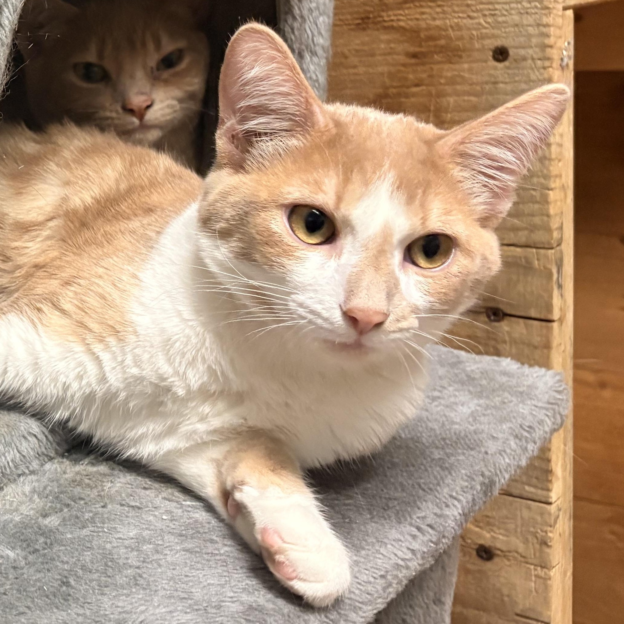 Enlarge Copper, a Adopted Domestic Short Hair in Spokane, WA image 2/4