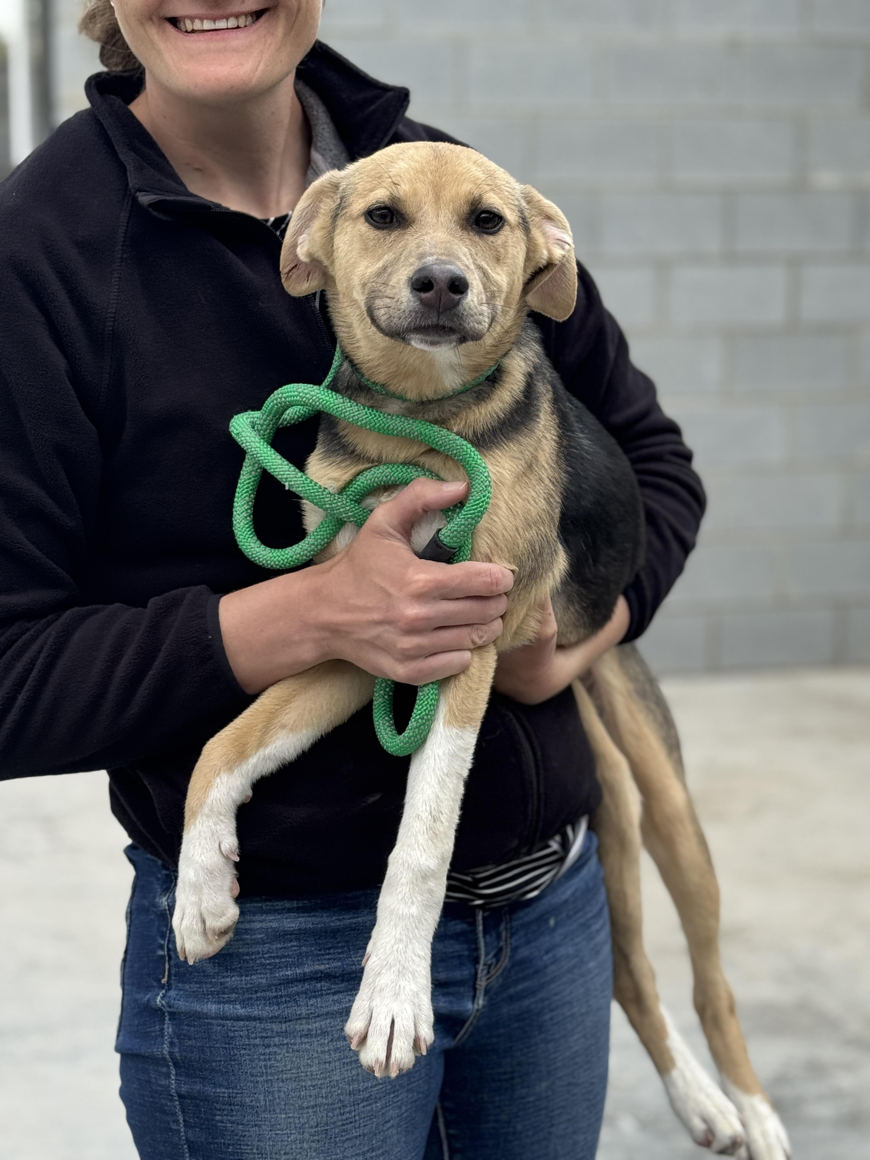 Enlarge Skye , a ADOPTABLE mixed breed in Richmond, VA image 6/6