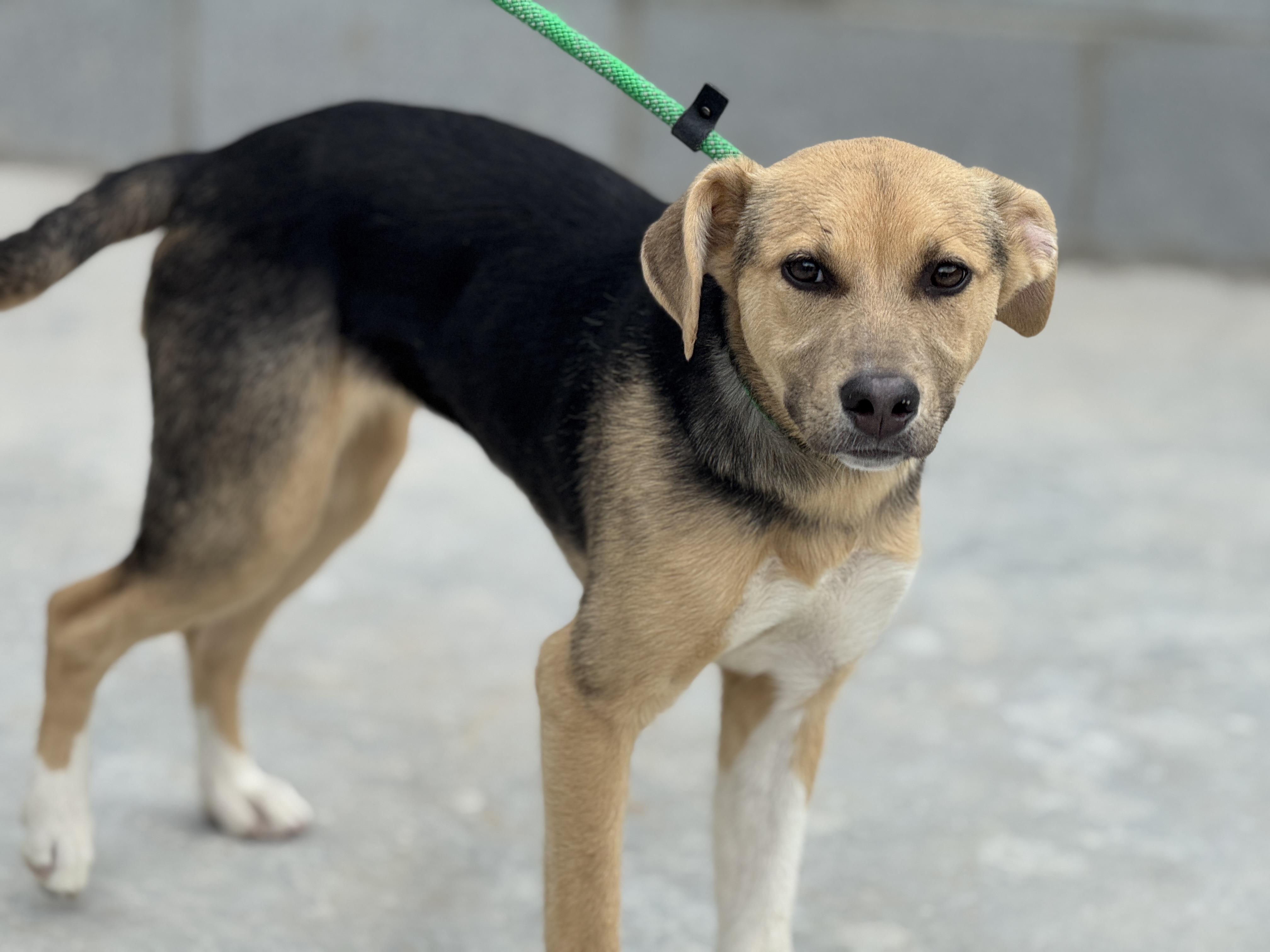 Enlarge Skye , a ADOPTABLE mixed breed in Richmond, VA image 3/6