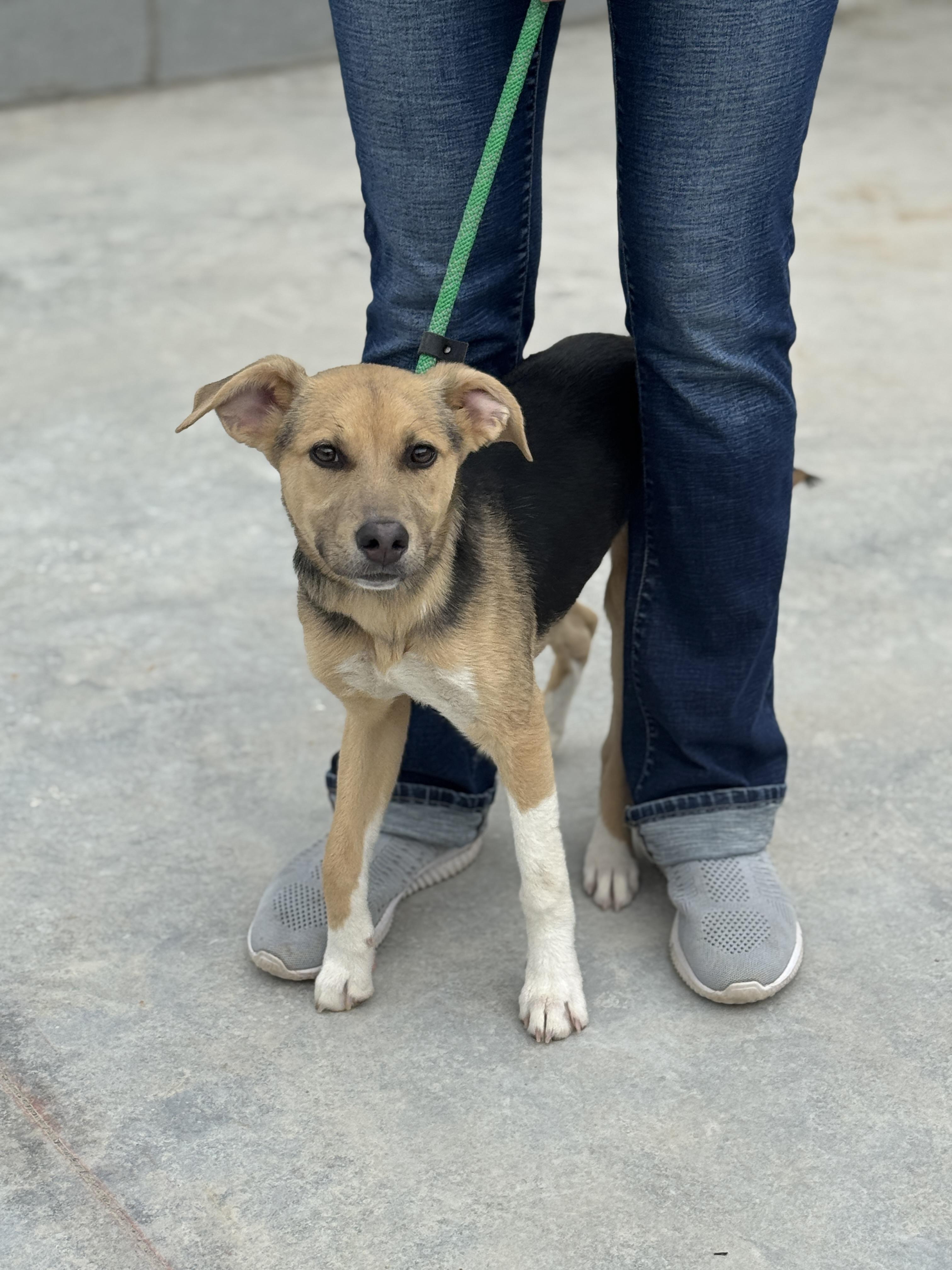 Enlarge Skye , a ADOPTABLE mixed breed in Richmond, VA image 2/6