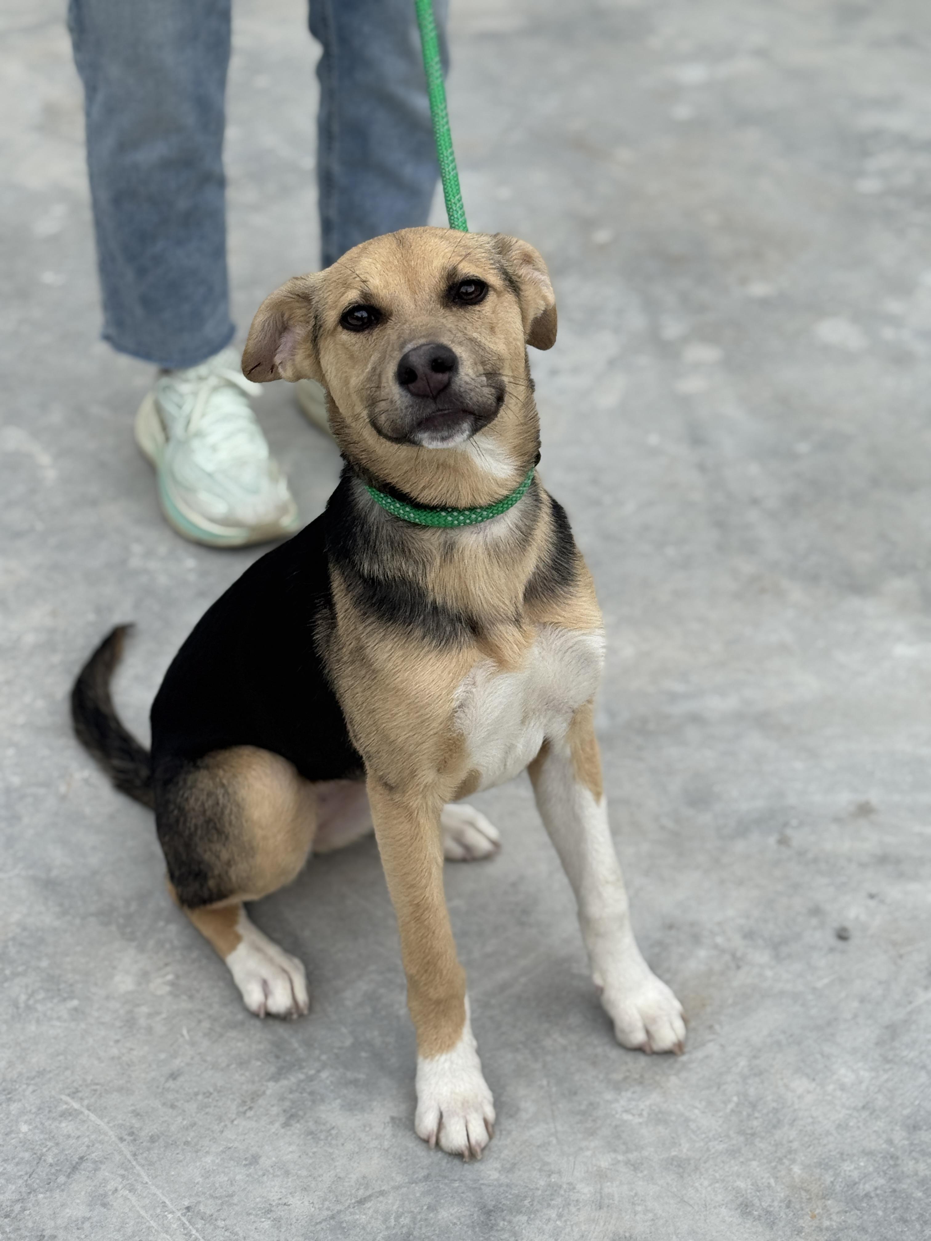 Enlarge Skye , a ADOPTABLE mixed breed in Richmond, VA image 4/6