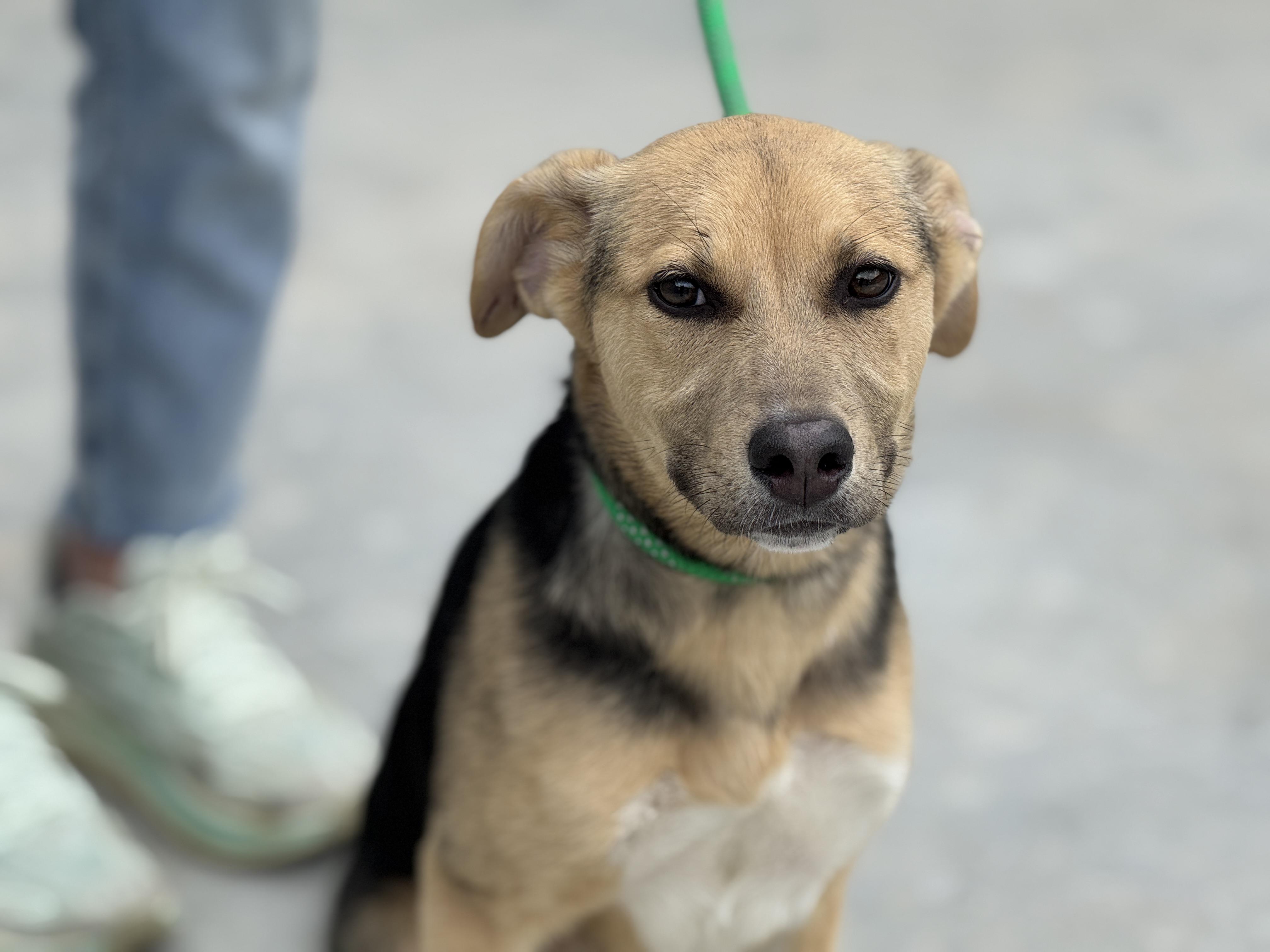 Skye , ADOPTABLE, Young Female Shepherd.