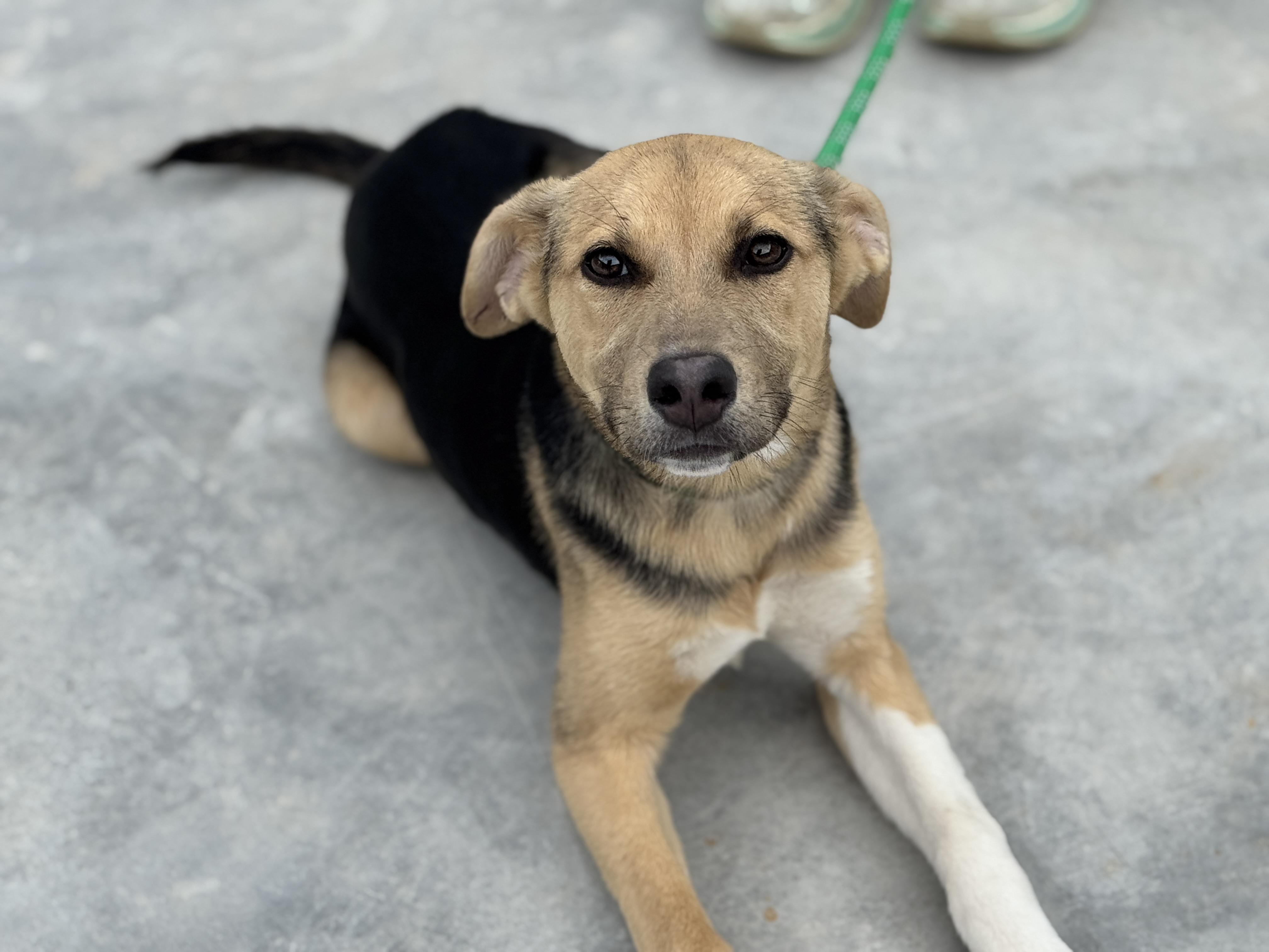 Enlarge Skye , a ADOPTABLE mixed breed in Richmond, VA image 5/6