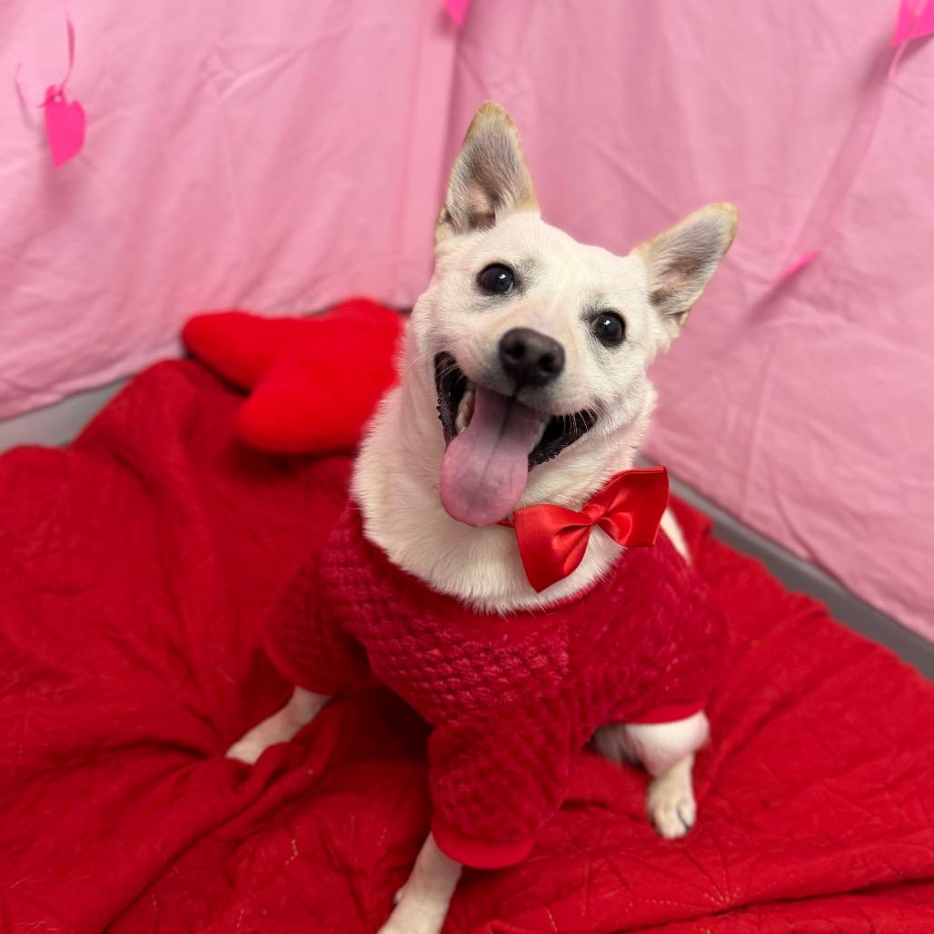 Enlarge Vinnie, a Adoptable mixed breed in Watertown, NY image 2/4