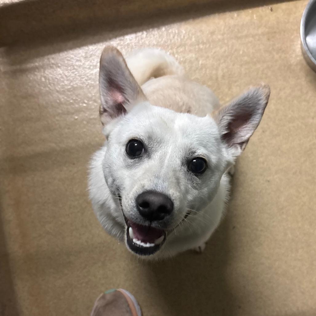 Enlarge Vinnie, a Adoptable mixed breed in Watertown, NY image 3/4