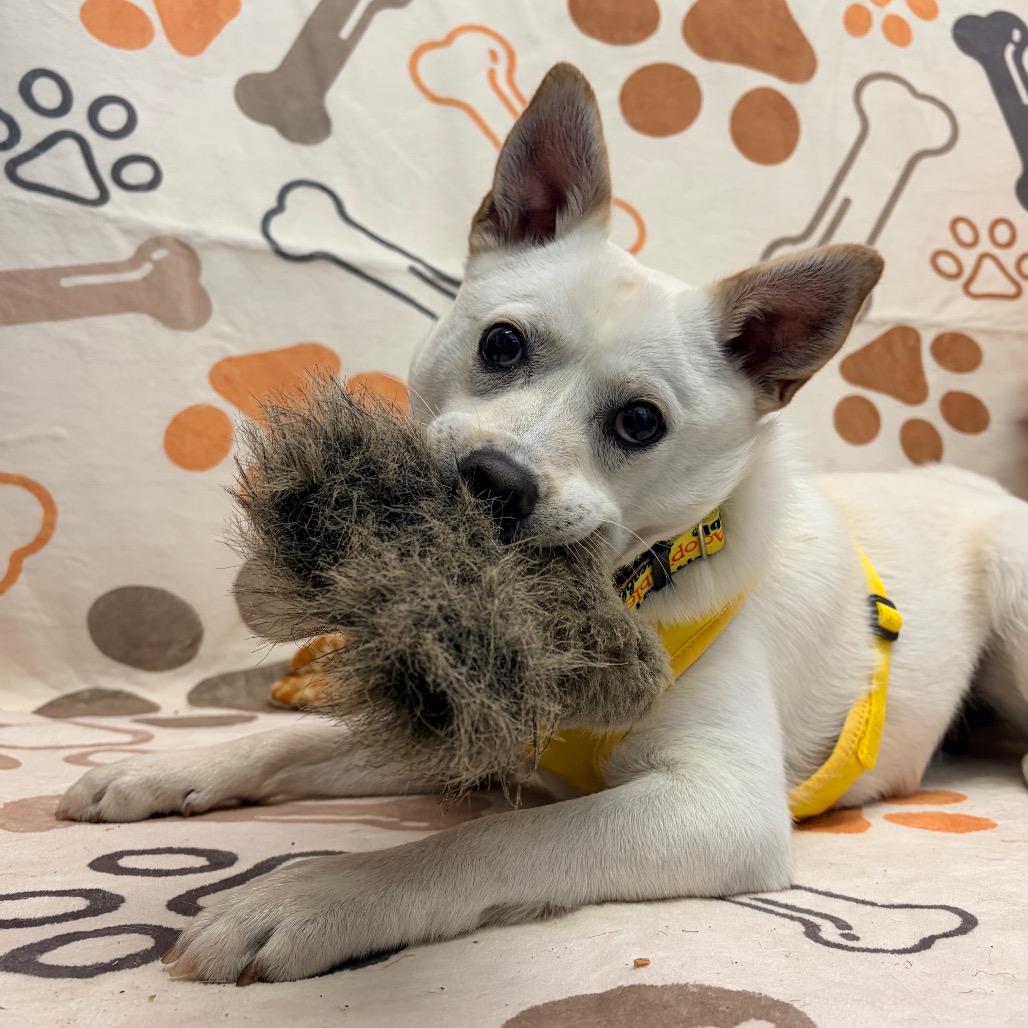 Enlarge Vinnie, a Adoptable mixed breed in Watertown, NY image 4/4