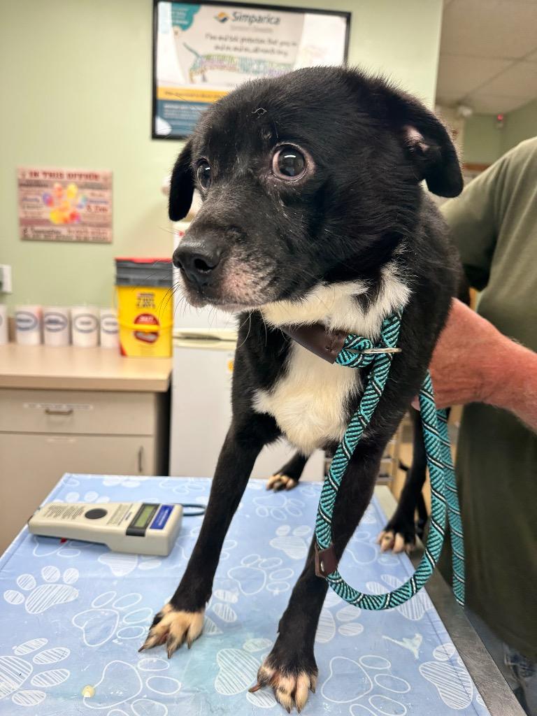 Piglet, Adoptable, Young Male Mixed Breed.