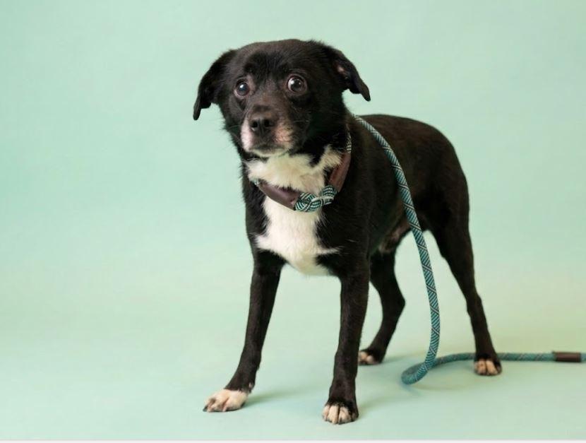 Piglet, a Adoptable mixed breed in Waverly, NY image 2/2