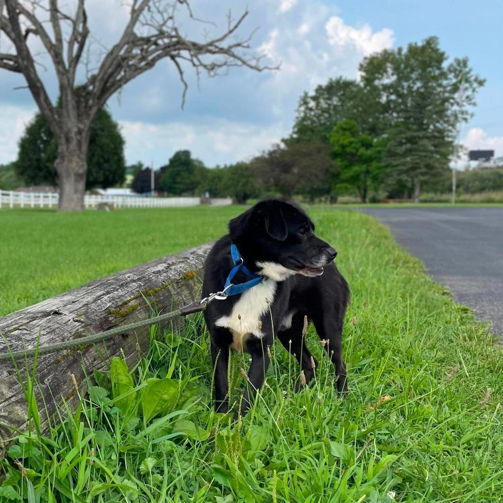 Enlarge Piglet, a Adoptable mixed breed in Waverly, NY image 3/5