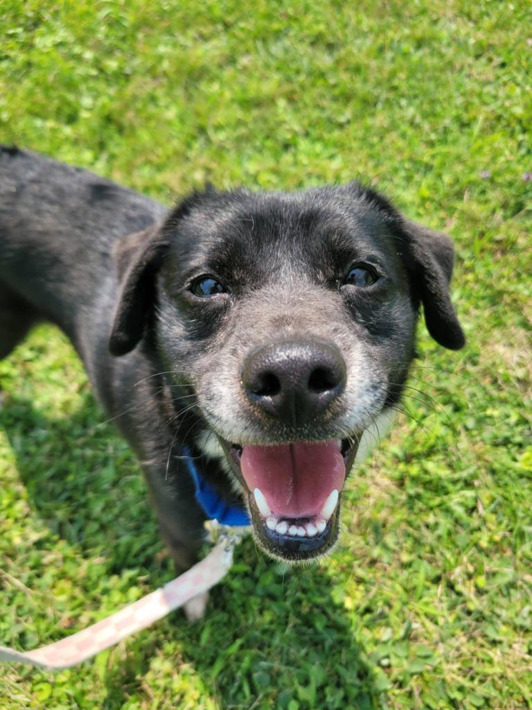 Enlarge Piglet, a Adoptable mixed breed in Waverly, NY image 4/5