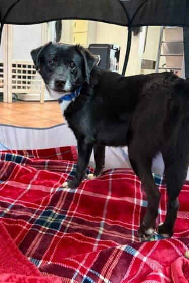 Enlarge Piglet, a Adoptable mixed breed in Waverly, NY image 3/3