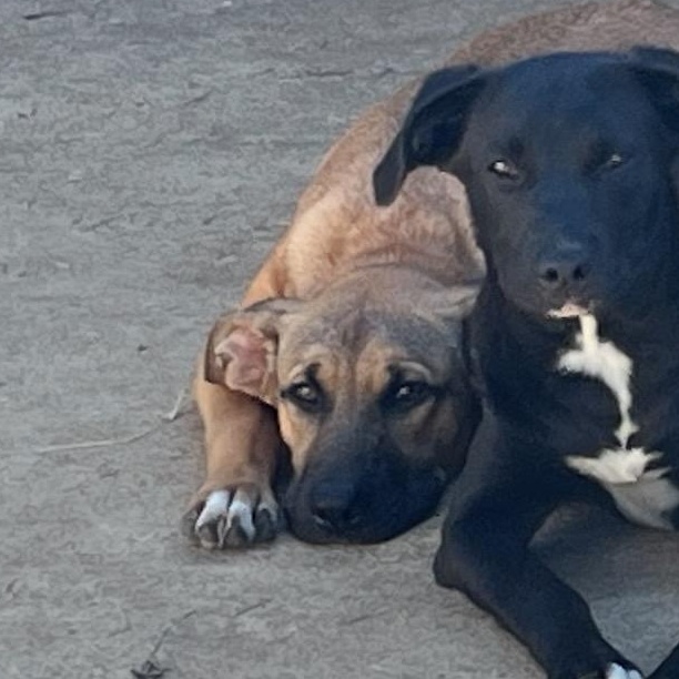 Draco, a Adoptable mixed breed in Durant, OK image 2/2