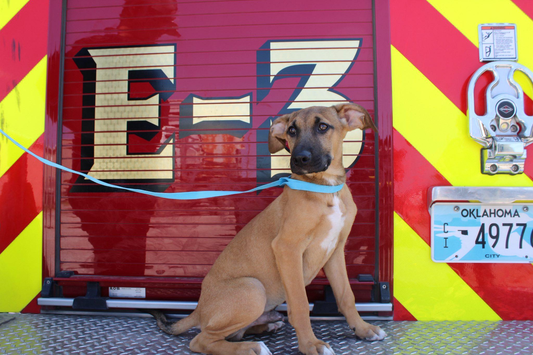 Draco, Adoptable, Young Male Mountain Cur.