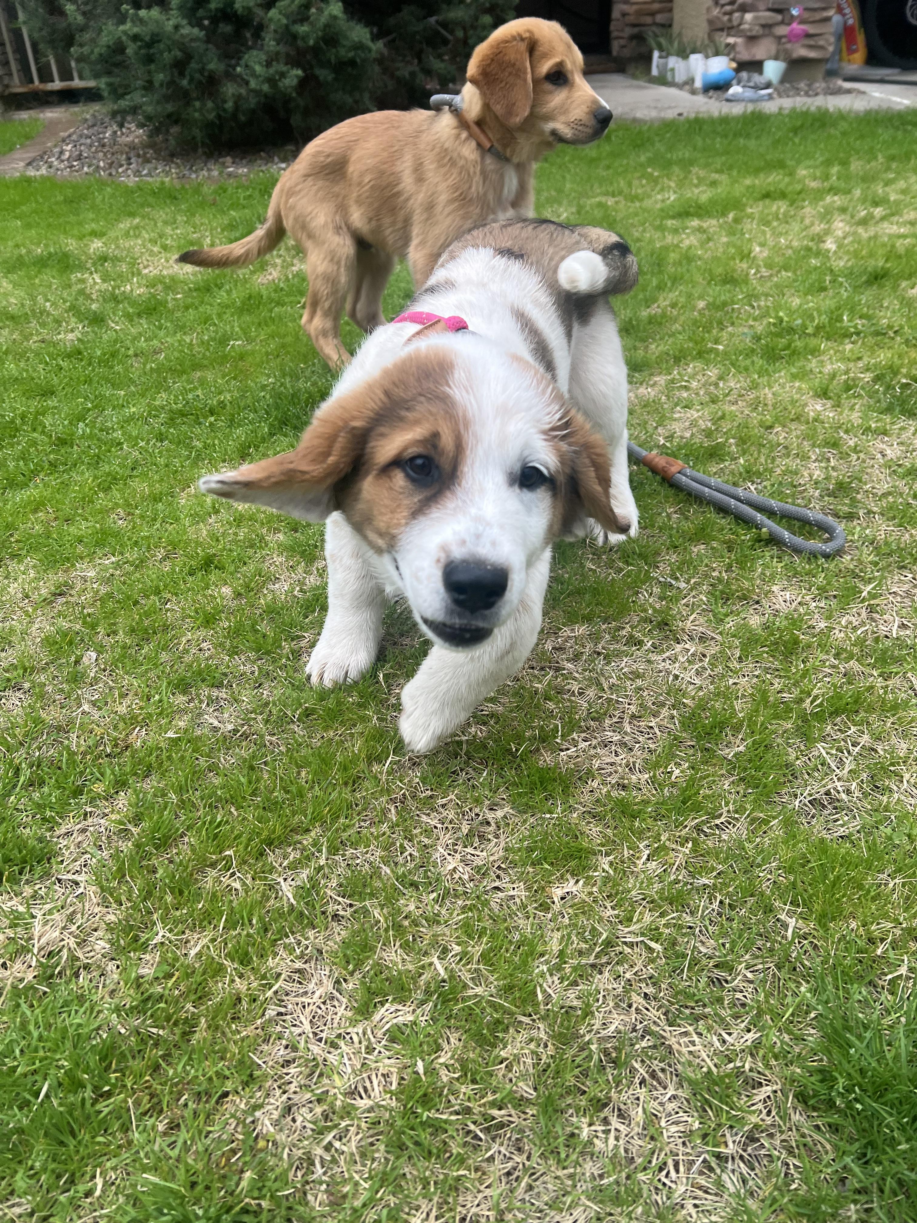 Sully, Adopted, Young Male Golden Retriever.