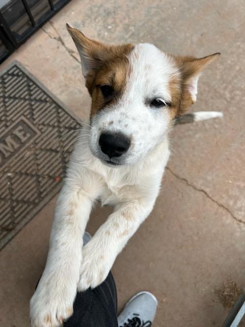 Enlarge Sully, a Adopted mixed breed in Phoenix, AZ image 2/2