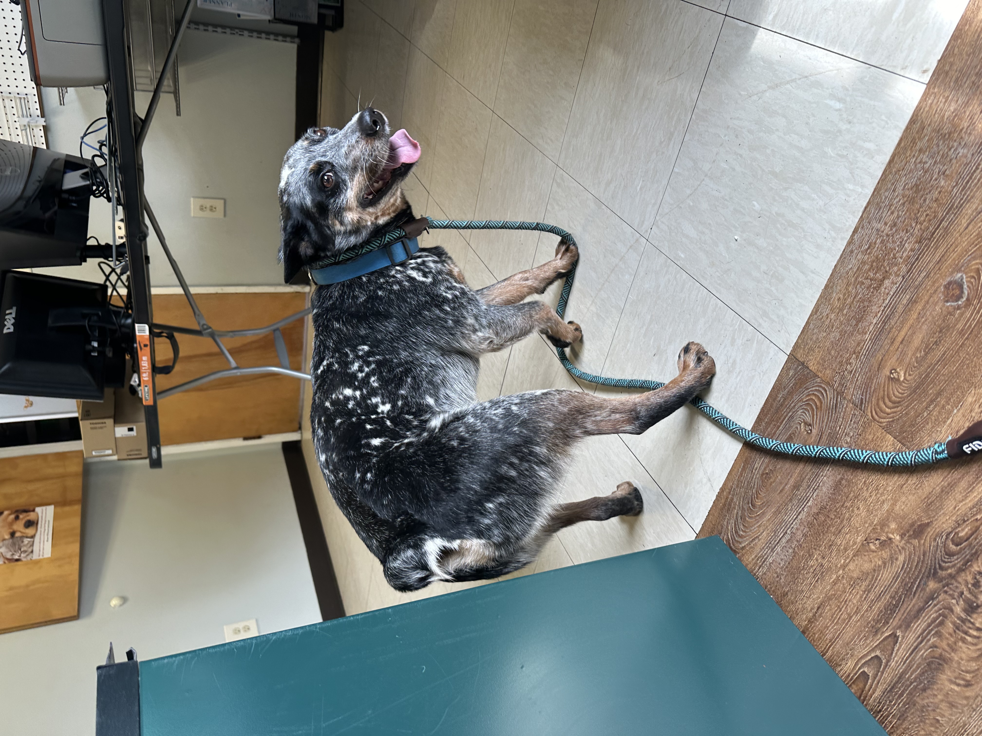 Huck, an adopted Australian Cattle Dog / Blue Heeler in The Dalles, OR_image-1