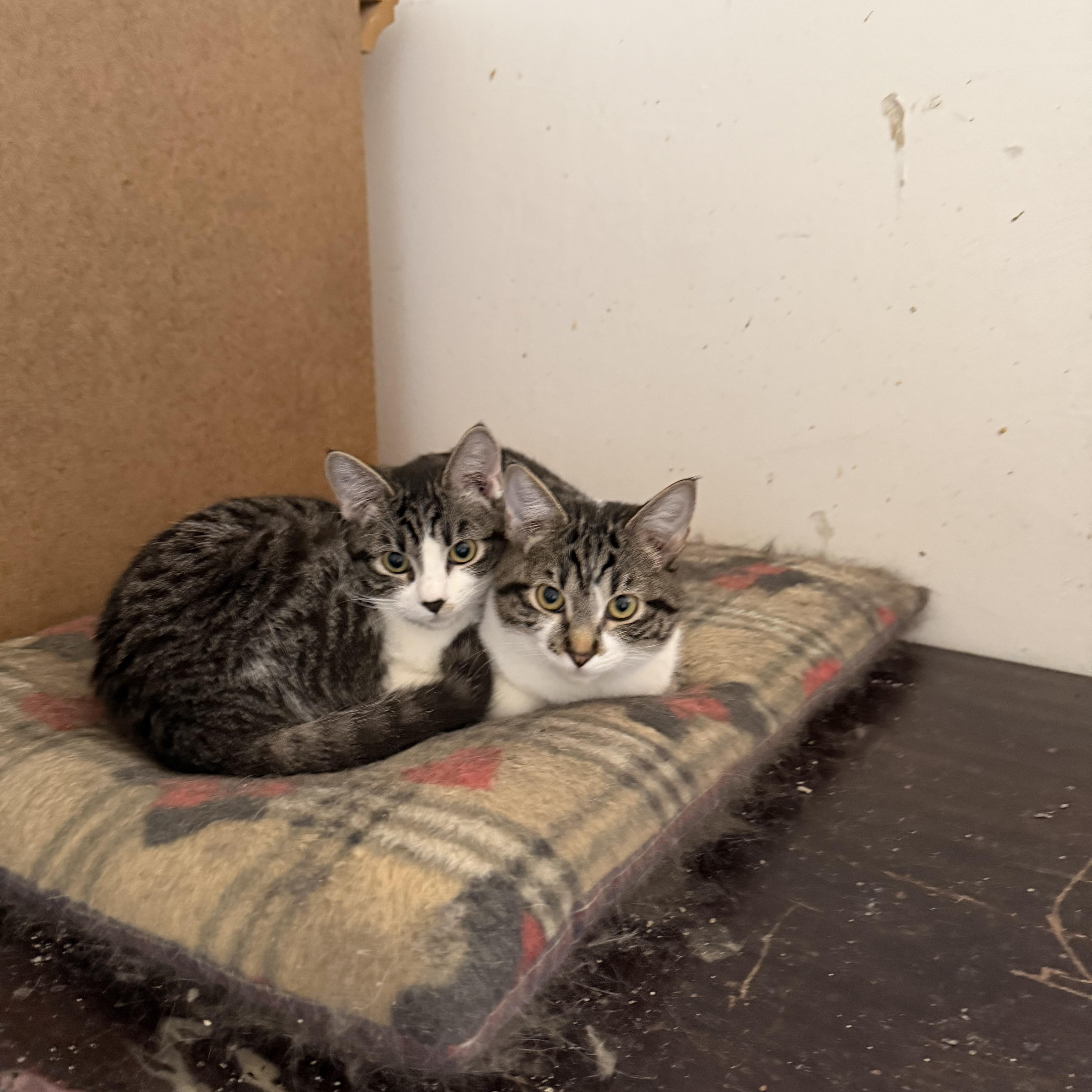Archie and Veronica *bonded pair*, ADOPTABLE, Young Male Tabby.