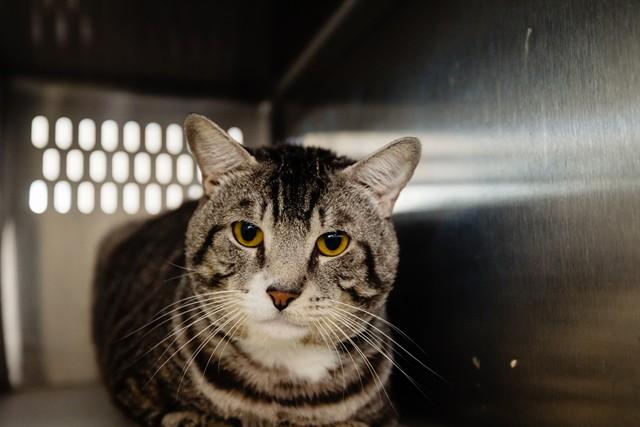 Enlarge FLINT, a Adoptable Domestic Short Hair in Orlando, FL image 1/1