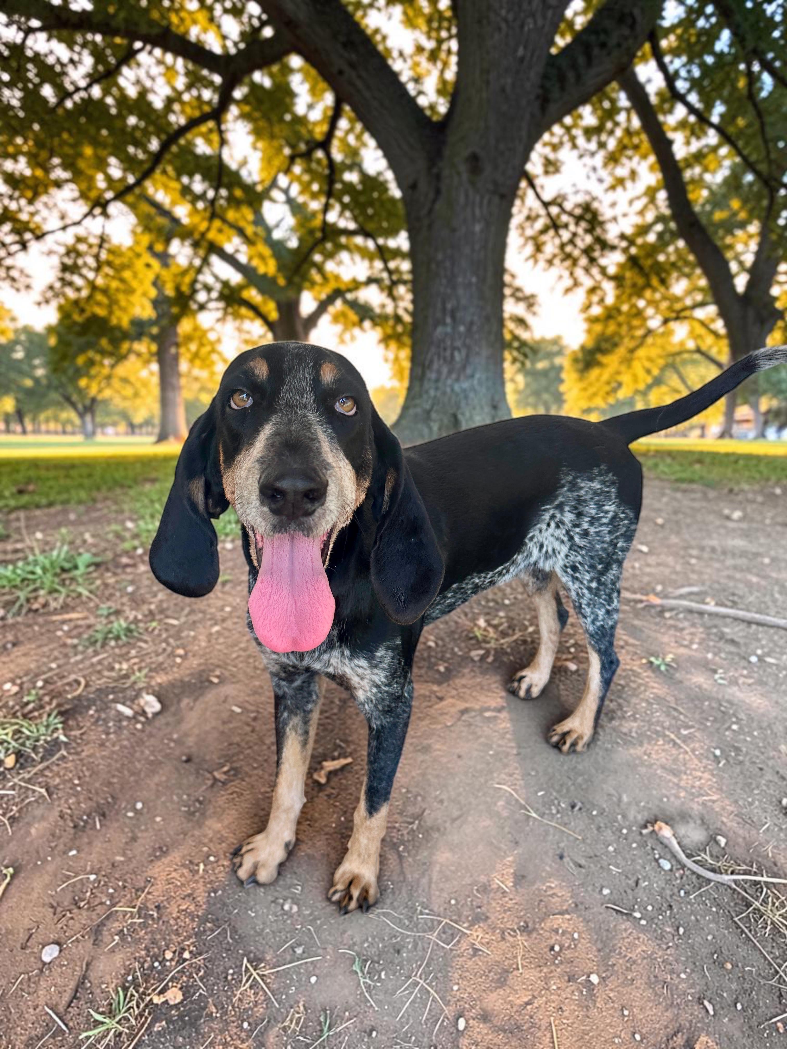 Nola, Adoptable, Adult Female Bluetick Coonhound & Coonhound.