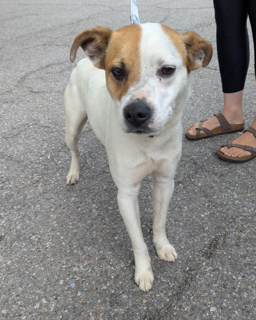 Benji, a Adoptable mixed breed in La Porte, IN image 2/2