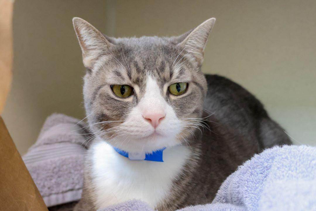 Enlarge MR BONKERS, a Adoptable Domestic Short Hair in Loveland, CO image 1/1