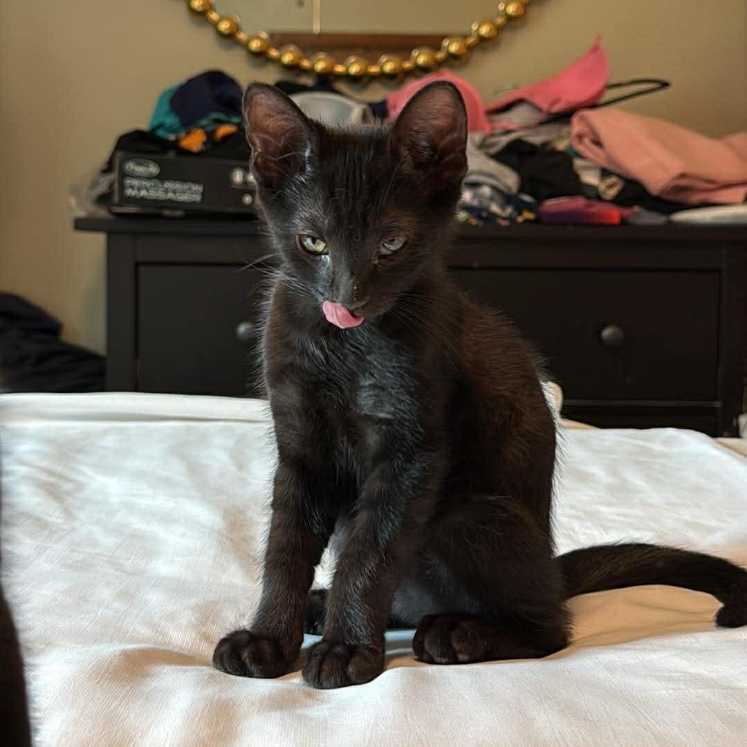 Enlarge Maurice, an adopted American Shorthair in Beloit, OH image 3/3