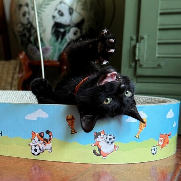 Enlarge Maurice, an adopted American Shorthair in Beloit, OH image 1/3