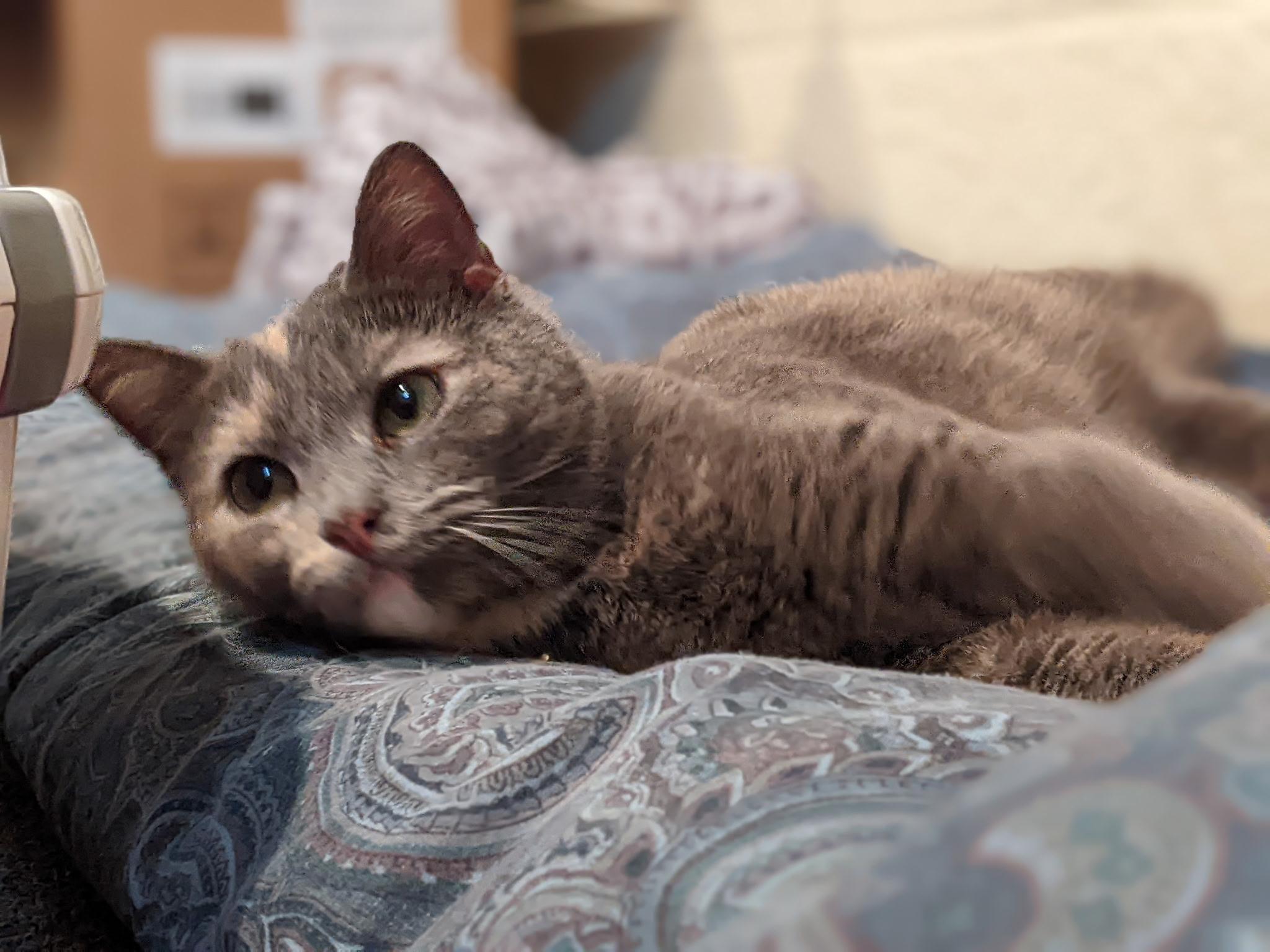 Enlarge Smokey, an adopted Domestic Short Hair in Greenwood, IN image 3/6