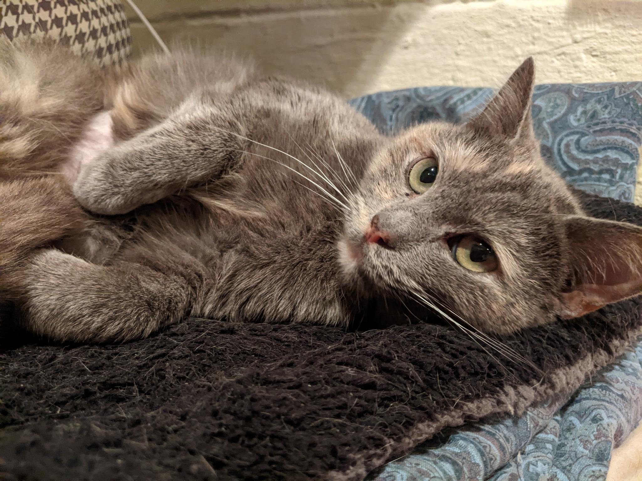 Enlarge Smokey, an adopted Domestic Short Hair in Greenwood, IN image 2/6